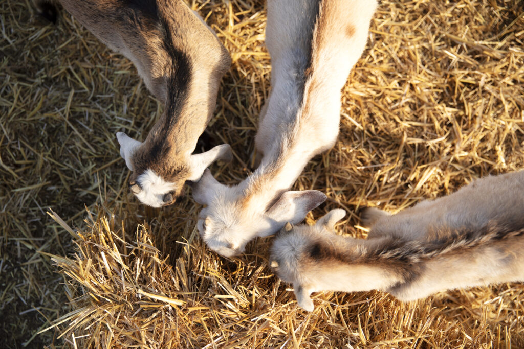 Errores comunes en la alimentación de animales y cómo evitarlos