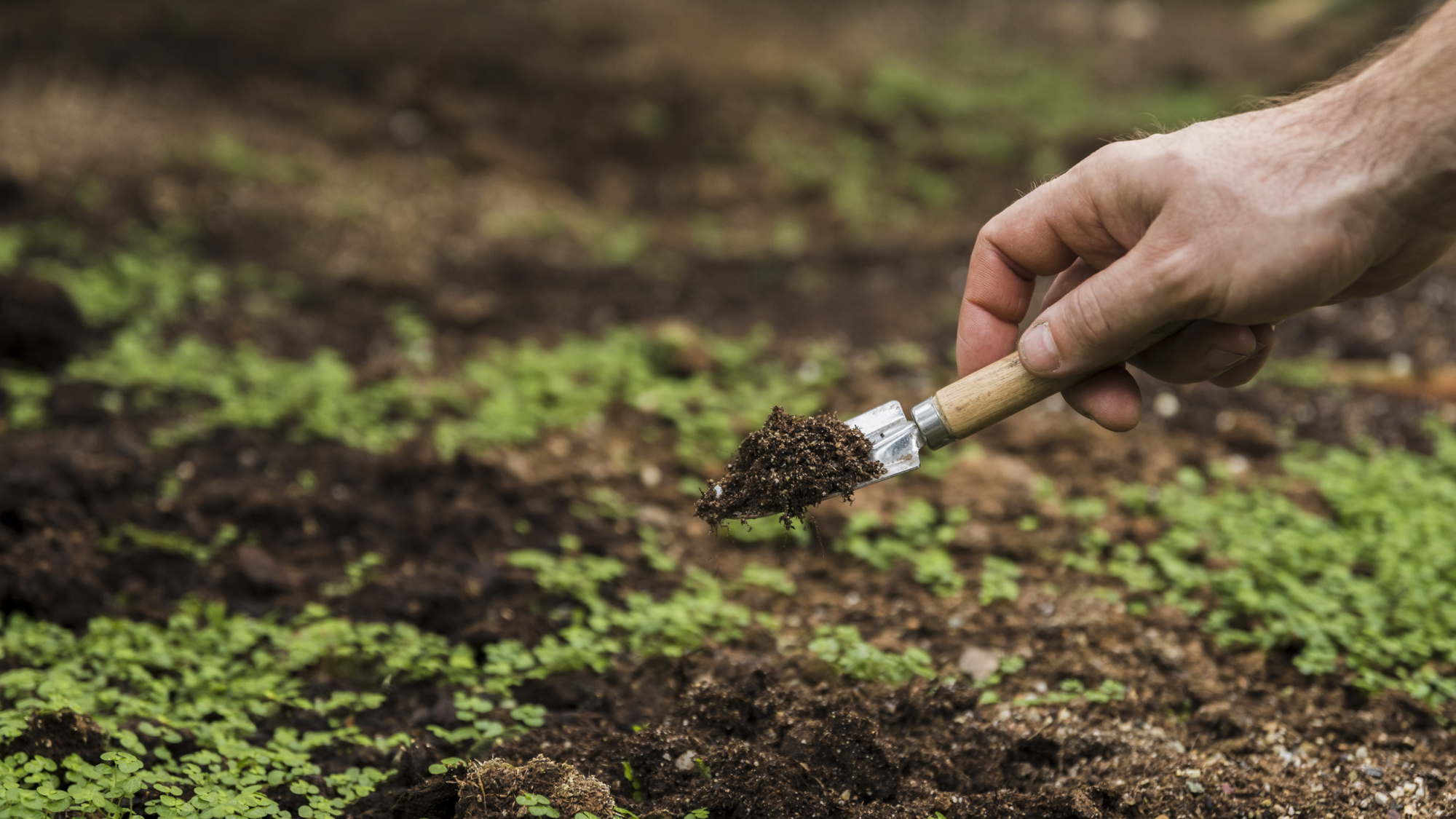 Errores comunes en el uso de fertilizantes y cómo evitarlos